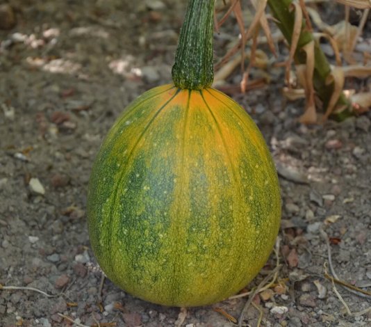 Tatume Summer Squash Non Gmo Vegetable Heirloom 10 Seeds For garden Planting