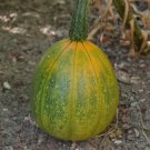 Tatume Summer Squash Non Gmo Vegetable Heirloom 10 Seeds For garden Planting