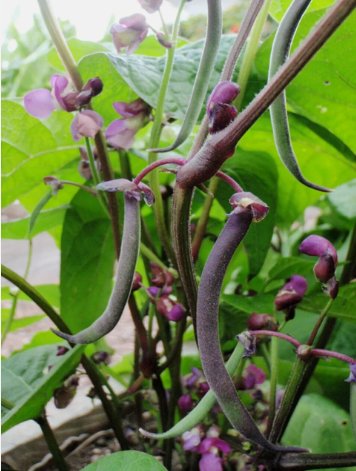 Royal Burgundy Bush Green Bean Non Gmo Vegetable Heirloom 20 Seeds For garden Planting