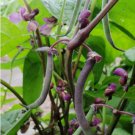 Royal Burgundy Bush Green Bean Non Gmo Vegetable Heirloom 20 Seeds For garden Planting