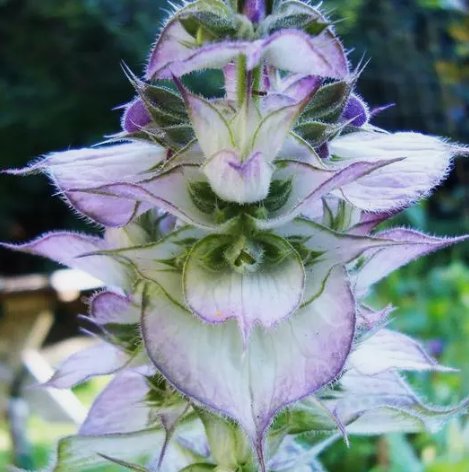 Clary Sage Bluish White Salvia Sclarea 2-4'&Acirc;&nbsp;Vegetable Heirloom 100 Seeds For garden Planting
