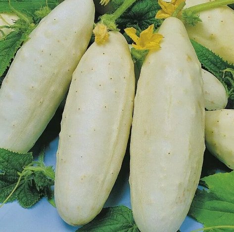 White Wonder Cucumber Ivory King Vegetable Heirloom 30 Seeds For garden Planting