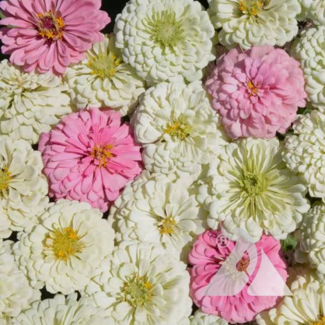 Zinnia Blushing Bride Mix Cut Flowers Vegetable Heirloom 200 Seeds For garden Planting