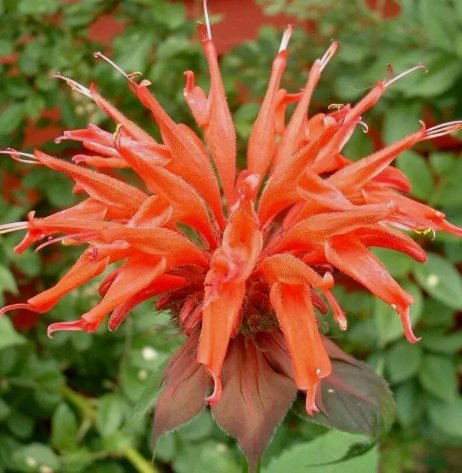Orange Bee Balm Flowers Bloom Vegetable Heirloom 100 Seeds For garden Planting