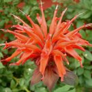 Orange Bee Balm Flowers Bloom Vegetable Heirloom 100 Seeds For garden Planting