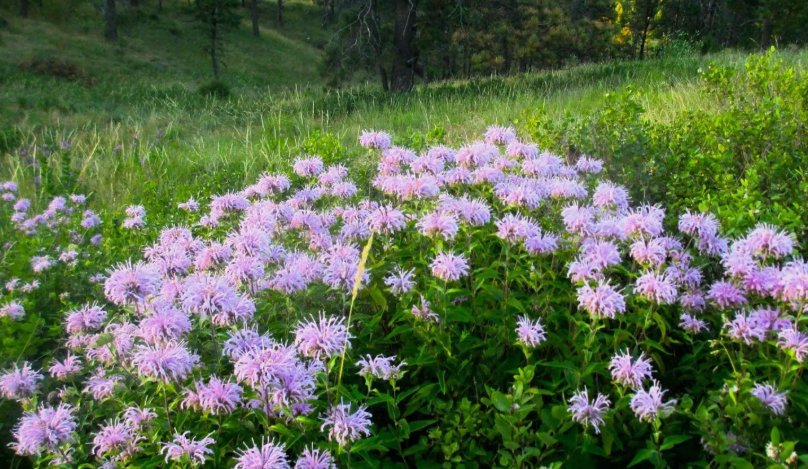 Wild Bergamot Monarda Bee Balm Vegetable Heirloom 500 Seeds For garden Planting