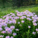 Wild Bergamot Monarda Bee Balm Vegetable Heirloom 500 Seeds For garden Planting