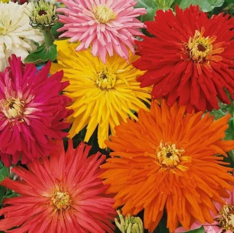 Zinnia Super Cactus Giant Mix&Acirc;&nbsp;Vegetable Heirloom 100 Seeds For garden Planting