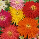 Zinnia Super Cactus Giant Mix Vegetable Heirloom 100 Seeds For garden Planting