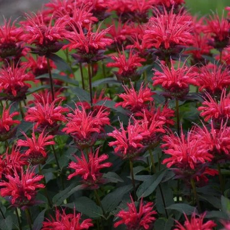 Red Velvet Bee Balm Flowers&Acirc;&nbsp;Vegetable Heirloom 100 Seeds For garden Planting