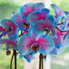 Blue & Pink Orchids Flowers Vegetable Heirloom 50 Seeds For garden Planting
