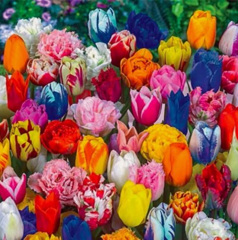 Tulip Mixed Colors Fragrant Flower Vegetable Heirloom 20 Seeds For garden Planting