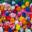 Tulip Mixed Colors Fragrant Flower Vegetable Heirloom 20 Seeds For garden Planting