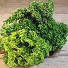 Triple Moss Curled Parsley Vegetable Heirloom 500 Seeds For garden Planting