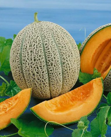 Cantaloupe Hales Best Jumbo Vegetable Heirloom 50 Seeds For garden Planting