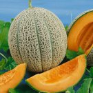Cantaloupe Hales Best Jumbo Vegetable Heirloom 50 Seeds For garden Planting