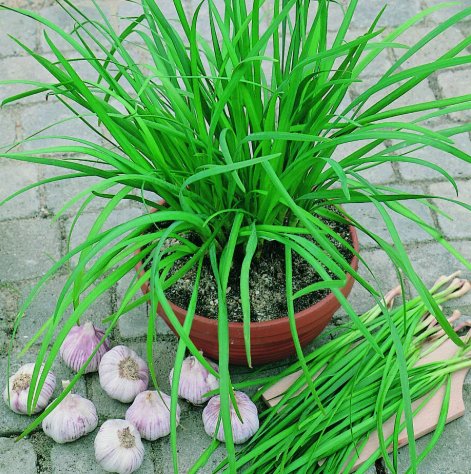 Garlic Chive Non Gmo Fresh Vegetable Heirloom 300 Seeds For garden Planting
