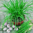 Garlic Chive Non Gmo Fresh Vegetable Heirloom 300 Seeds For garden Planting