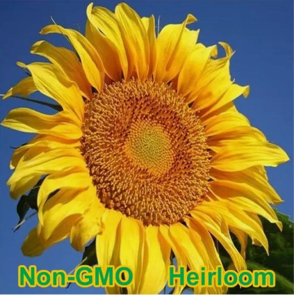 Mammoth Grey-Stripe Sunflower Vegetable Heirloom 50 Seeds For garden Planting