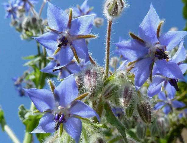 Borage - Edible Blue Flower Vegetable Heirloom 60 Seeds For garden Planting