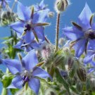 Borage - Edible Blue Flower Vegetable Heirloom 60 Seeds For garden Planting