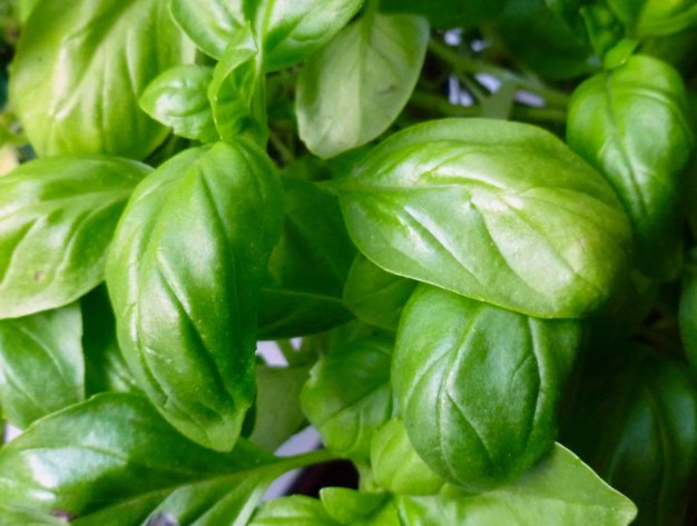 Basil Italian Broadleaf Sweet Herb Vegetable Heirloom 750 Seeds For garden Planting