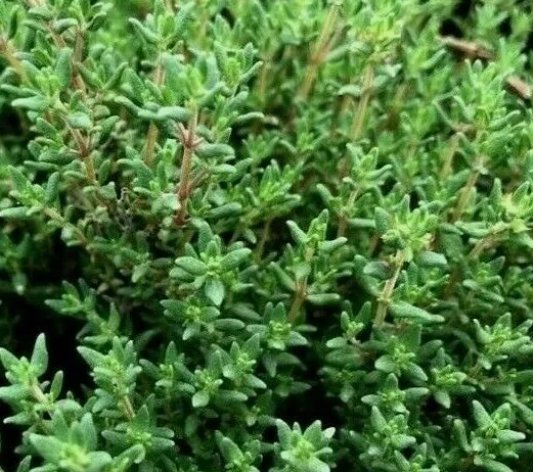 Common Thyme Thymus Vulgaris Vegetable Heirloom 3000 Seeds For garden Planting