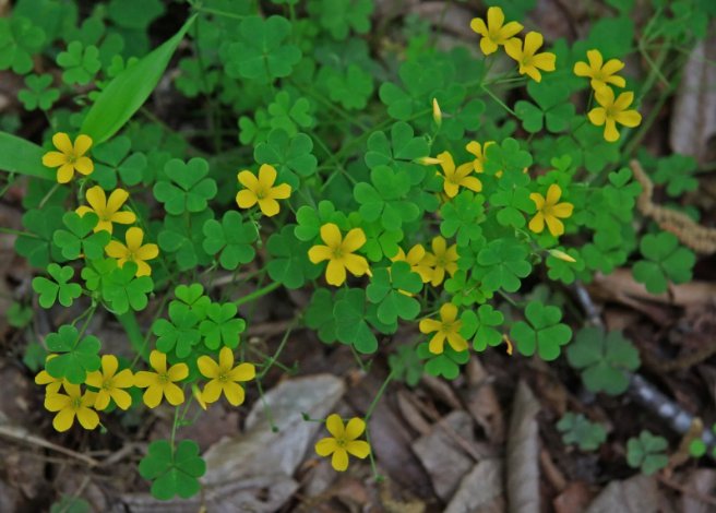 Yellow Wood Sorrel Fresh  Vegetable Heirloom 25 Seeds For garden Planting