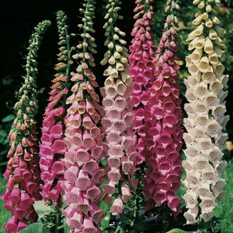 Foxglove Excelsior Mix Shade/ Sun Vegetable Heirloom 2000 Seeds For garden Planting