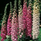 Foxglove Excelsior Mix Shade/ Sun Vegetable Heirloom 2000 Seeds For garden Planting