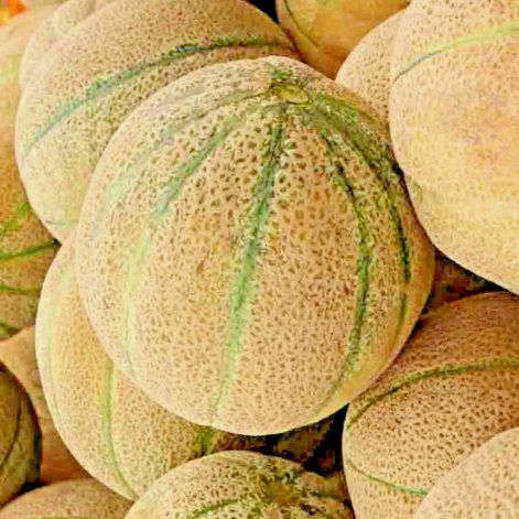 Honey Rock Spring Cantaloupe Melon Honeyrock Vegetable Heirloom 100 Seeds For garden Planting