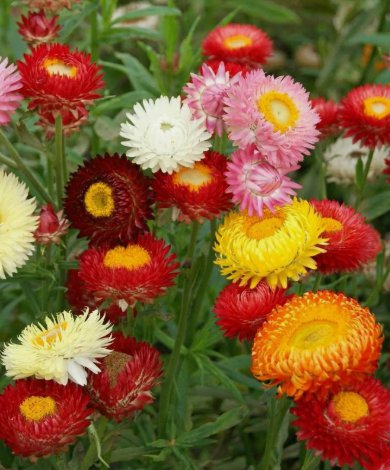Strawflower Tall Double Mix Vegetable Heirloom 200 Seeds For garden Planting