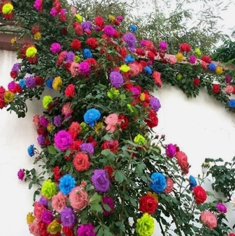 Mix Color Climbing Rose Flower Mixed Colors Vegetable Heirloom 25 Seeds For garden Planting