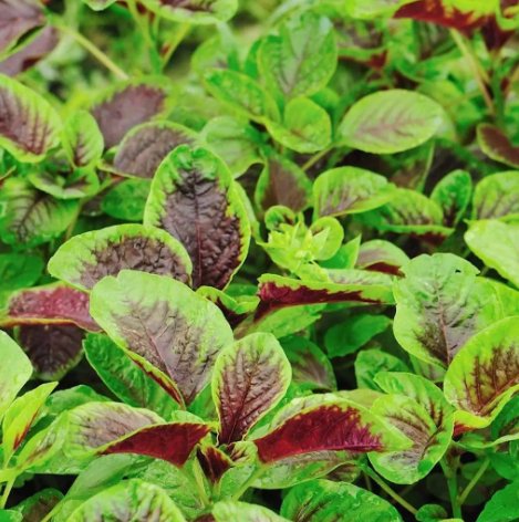 Red Amaranth  Red stripe leaf Chinese Vegetable Heirloom 50 Seeds For garden Planting