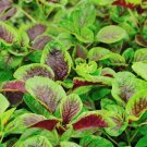 Red Amaranth  Red stripe leaf Chinese Vegetable Heirloom 50 Seeds For garden Planting