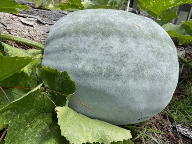 Wax Gourd White Ash Gourd Winter Melon Vegetable Heirloom 30 Seeds For garden Planting