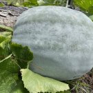 Wax Gourd White Ash Gourd Winter Melon Vegetable Heirloom 30 Seeds For garden Planting