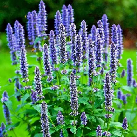 Korean Mint Spring Perennial Herb Mosquito Vegetable Heirloom 200 Seeds For garden Planting