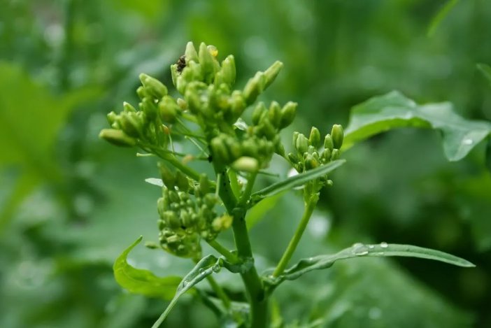 Broccoli Raab Early Spring Rapini Vegetable Heirloom 300 Seeds For garden Planting