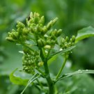 Broccoli Raab Early Spring Rapini Vegetable Heirloom 300 Seeds For garden Planting