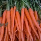 Fresh Carrot Tendersweet Non Gmo Vegetable Heirloom 200 Seeds For garden Planting