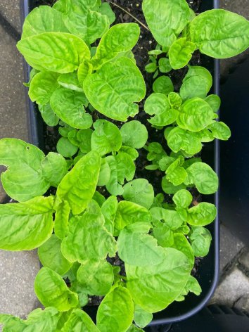 Green Amaranth (Green leaf) Non Gmo Vegetable Heirloom 250 Seeds For garden Planting