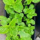 Green Amaranth (Green leaf) Non Gmo Vegetable Heirloom 250 Seeds For garden Planting