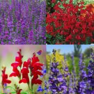 Penstemon Purple Dream Mix Perennial Beardtongue Red 200 Seeds For garden Planting