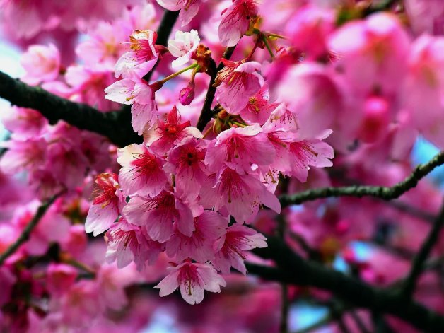 Japanese Sakura Cherry Blossom Tree (Prunus Sargentii) Hardy Flower 5 Seeds For garden Planting