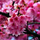 Japanese Sakura Cherry Blossom Tree (Prunus Sargentii) Hardy Flower 5 Seeds For garden Planting Japanese Sakura Cherry Blossom Tree (Prunus Sargentii) Hardy Flower 5 Seeds For garden Planting