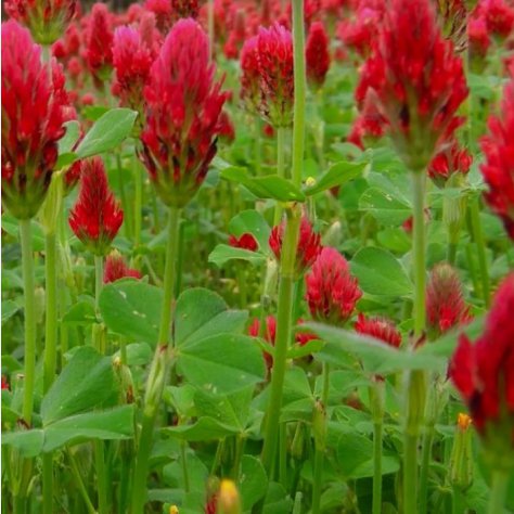 Crimson Clover Cover Crop Vegetable Heirloom 25 Seeds For garden Planting