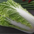Napa Cabbage Michihili Heading Chinese Vegetable 500 Seeds For garden Planting