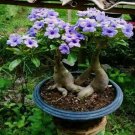 Rare Purple Desert Rose Flower Vegetable 5 Seeds For garden Planting