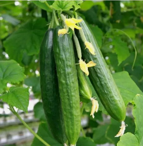 Beit Alpha Cucumber Cucumber Vegetable Heirloom 25 Seeds For garden Planting